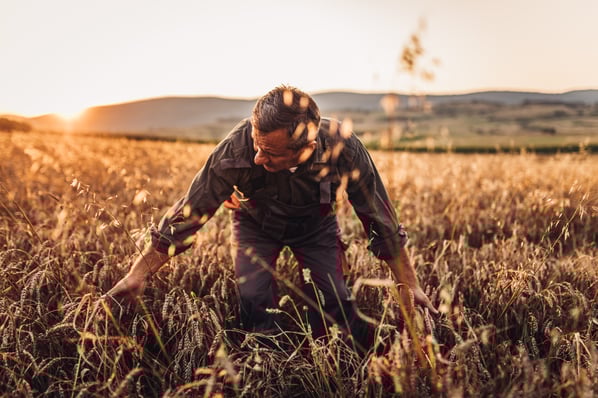 farmer in a corn field